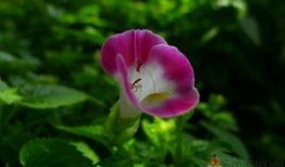 昨日之花,岁月流转中的美好瞬间