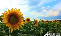 向阳花开 2024,2024年春日美好时光的温馨描绘