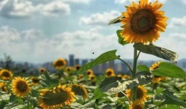 向阳花开 2024,2024年春日美好时光的温馨描绘