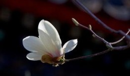 昨日之花,岁月流转中的美好瞬间