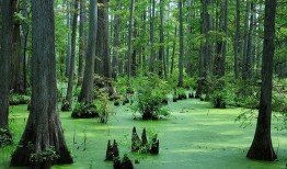 野茱萸,古老植物的神奇功效与民间传说