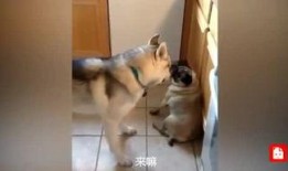 传话的人,跨越时空的智慧传承